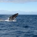 À la recherche des baleines