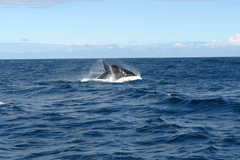 À la recherche des baleines
